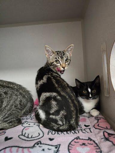Enlarge Cove, a Adoptable Domestic Short Hair in Des Moines, IA image 3/4