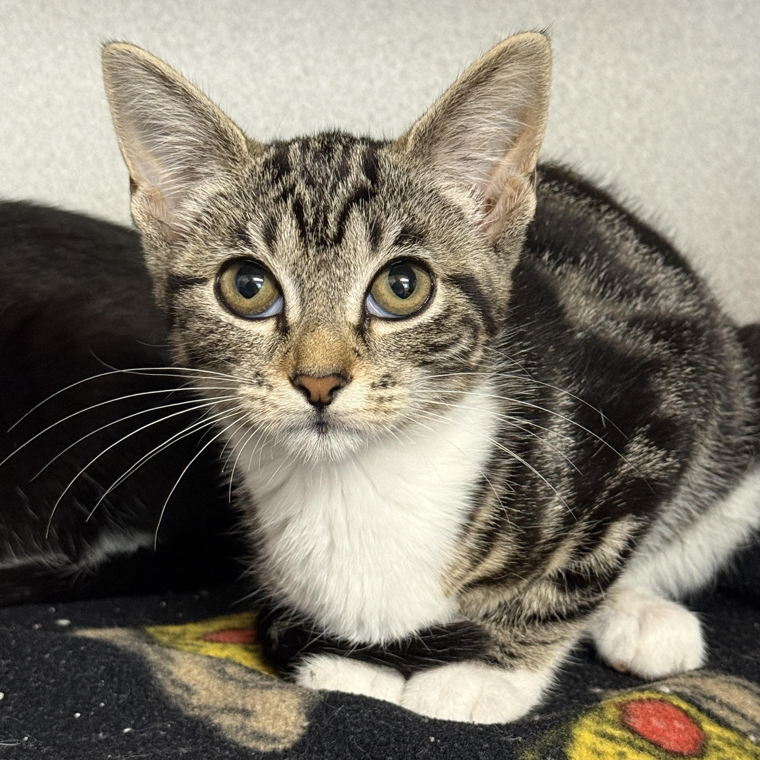 Enlarge Cove, a Adoptable Domestic Short Hair in Des Moines, IA image 1/4