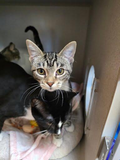 Enlarge Cove, a Adoptable Domestic Short Hair in Des Moines, IA image 4/4