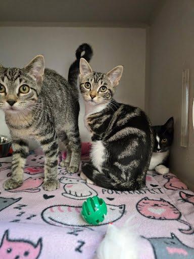 Enlarge Cove, a Adoptable Domestic Short Hair in Des Moines, IA image 2/4