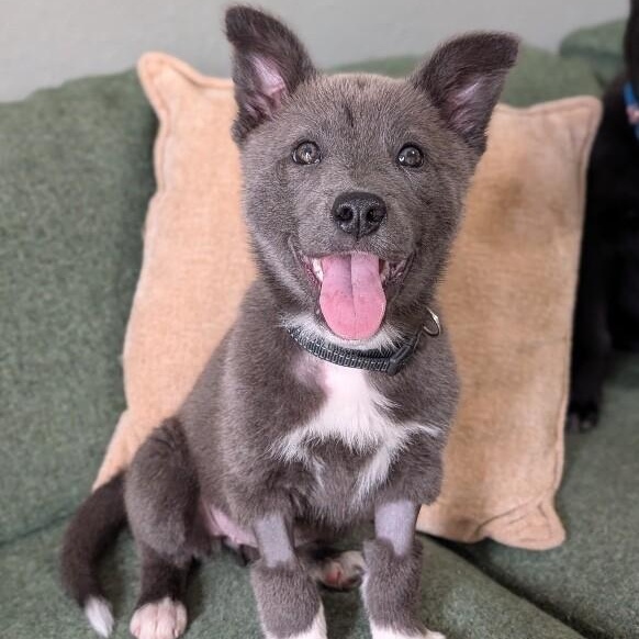 Snow Rain — thumbnail 5