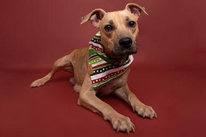 Turkey, Adoptable, Adult Female American Staffordshire Terrier & Mixed Breed.