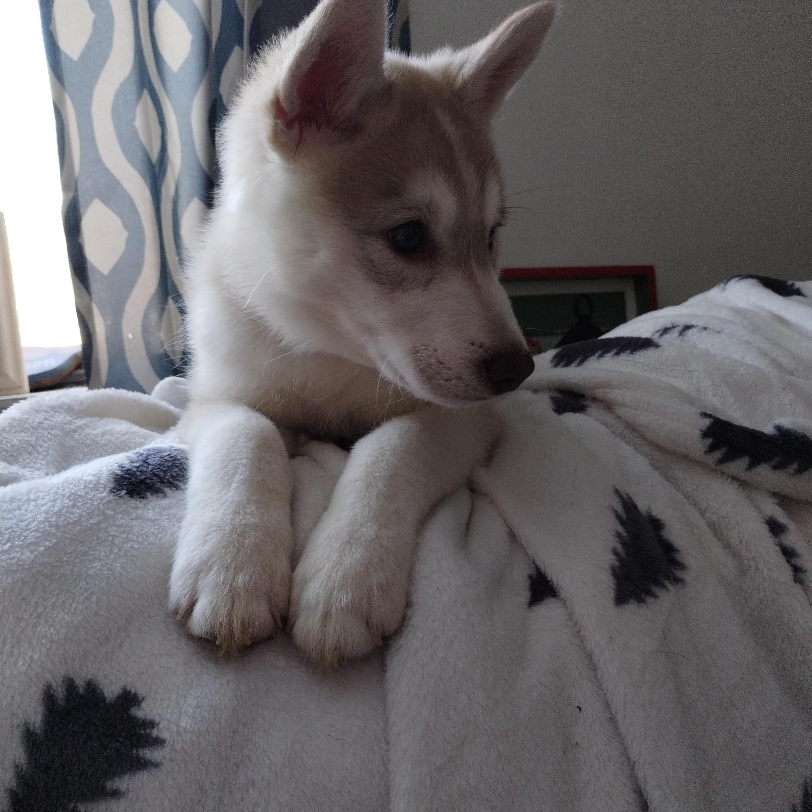 Cinnamon Toast Crunch (ctc) thumbnail 3