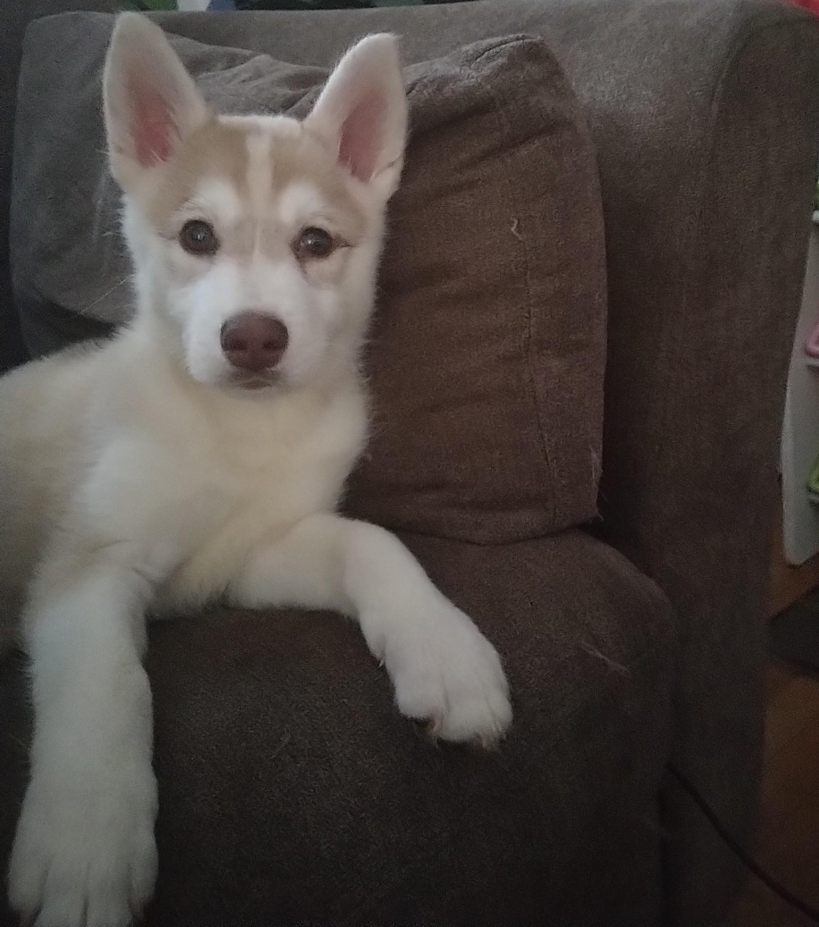 Cinnamon Toast Crunch (ctc) thumbnail 2