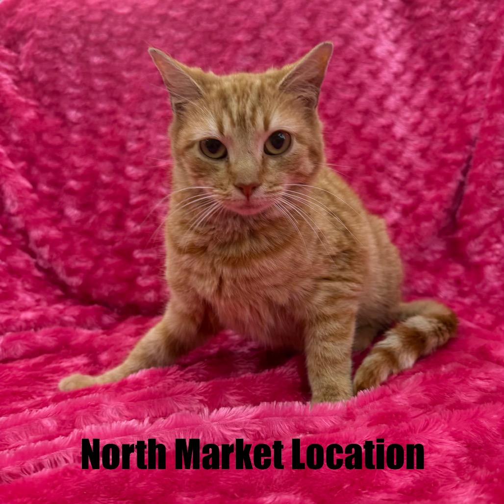 Enlarge Helga, a Adoptable Domestic Short Hair in Raleigh, NC image 1/3