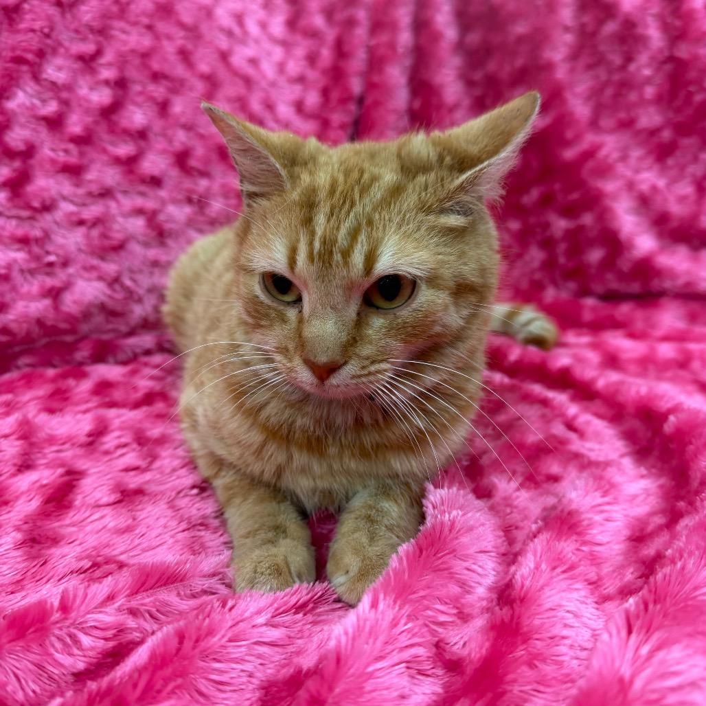 Enlarge Helga, a Adoptable Domestic Short Hair in Raleigh, NC image 3/3