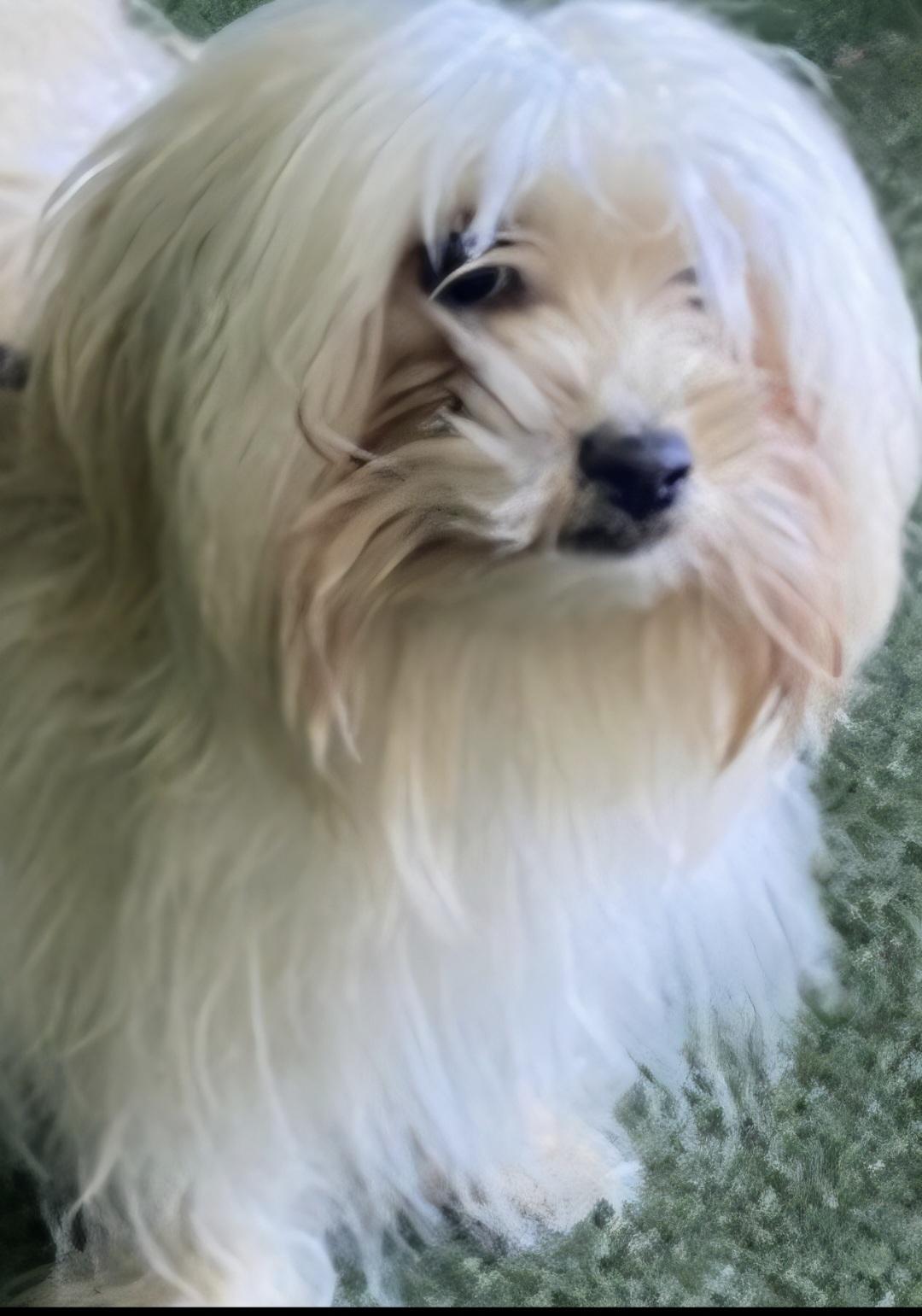 Enlarge Prince Charming , a ADOPTABLE Maltese in Lancaster, CA image 1/1