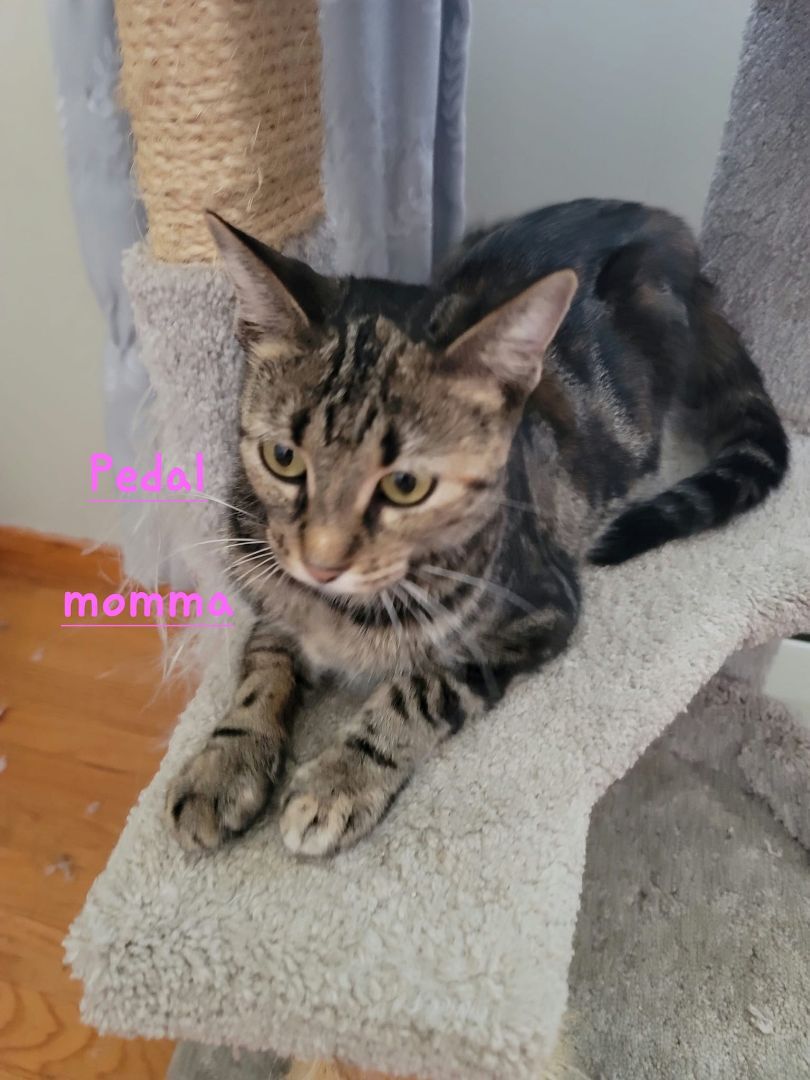 Pedal, Adoptable, Young Female Torbie.