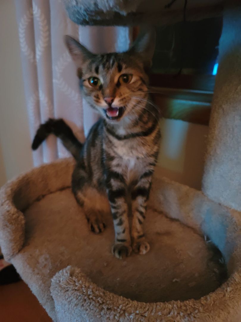 Enlarge Pedal, a Adoptable Torbie in Crown Point, IN image 3/6