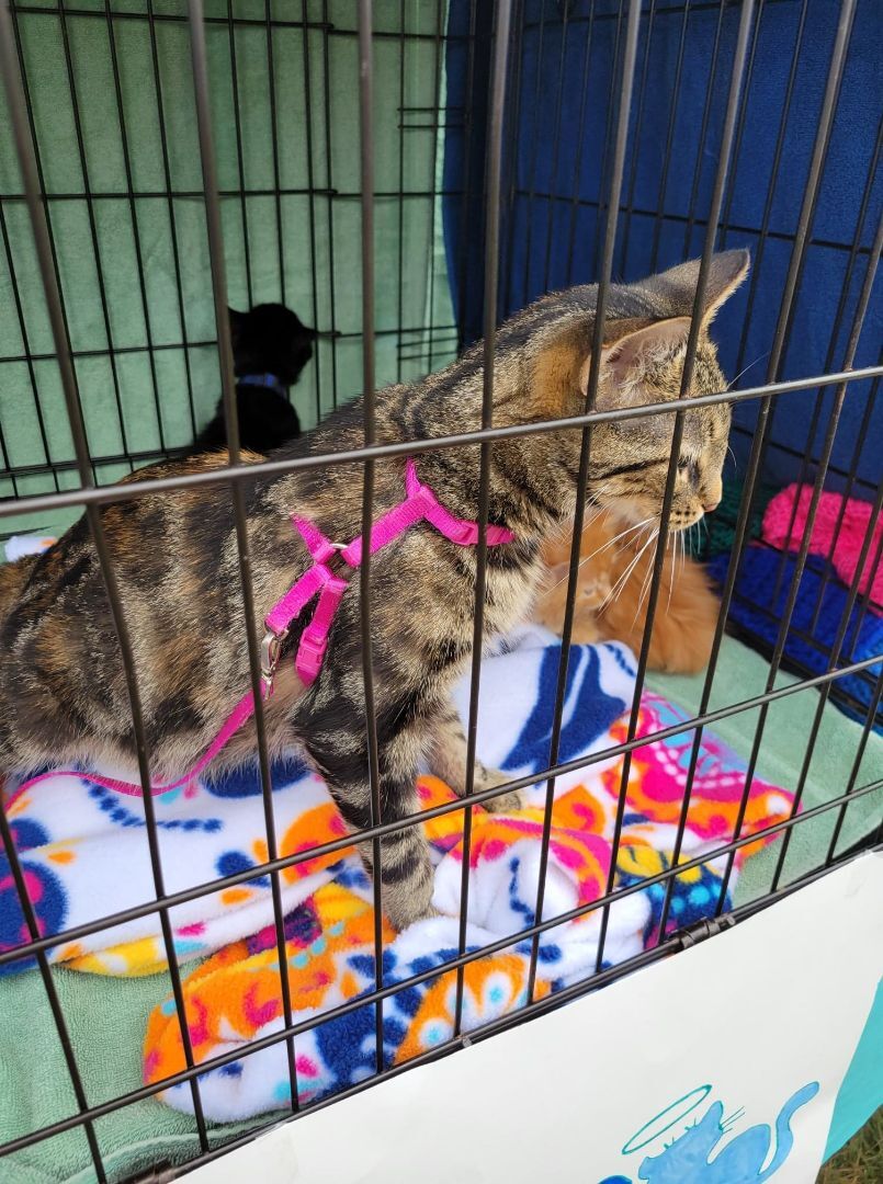 Enlarge Pedal, a Adoptable Torbie in Crown Point, IN image 4/6