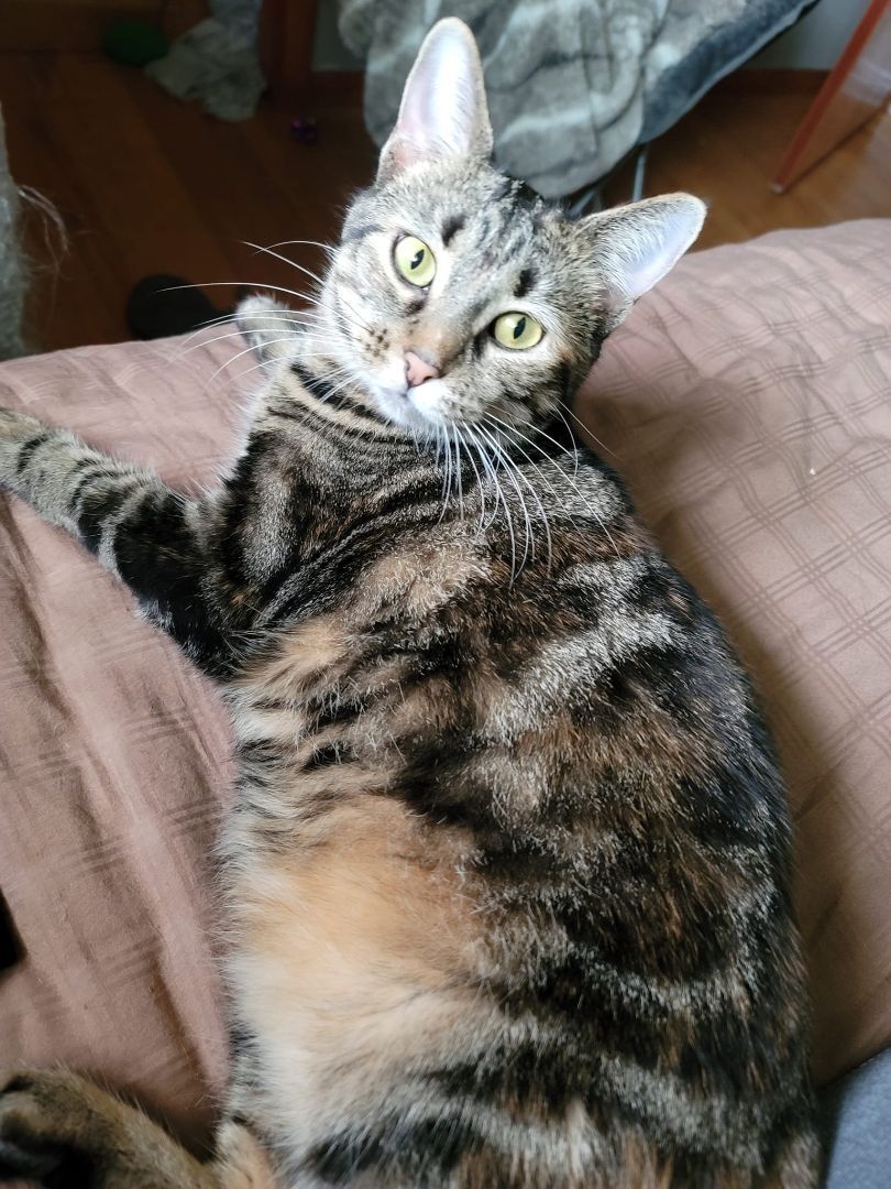 Enlarge Pedal, a Adoptable Torbie in Crown Point, IN image 5/6