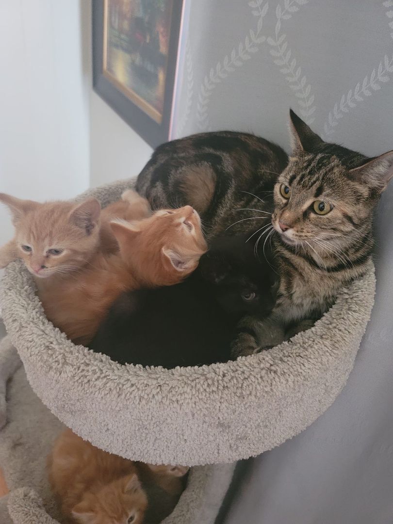 Enlarge Pedal, a Adoptable Torbie in Crown Point, IN image 6/6