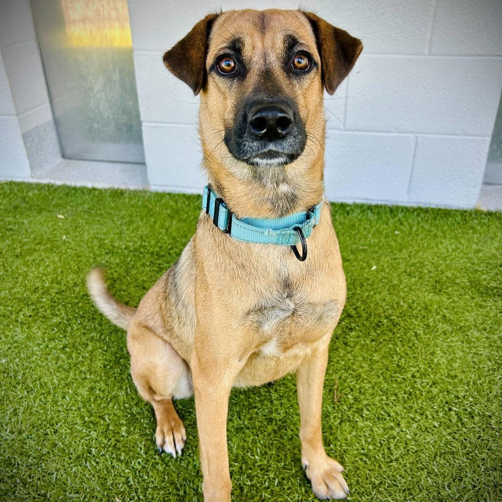 Enlarge Cali, a Adoptable mixed breed in Englewood, FL image 1/3