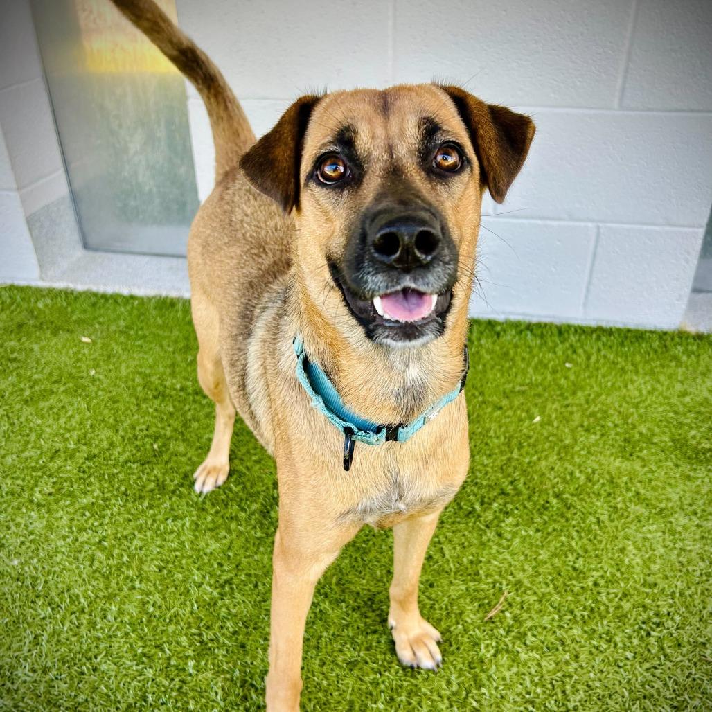 Enlarge Cali, a Adoptable mixed breed in Englewood, FL image 2/3