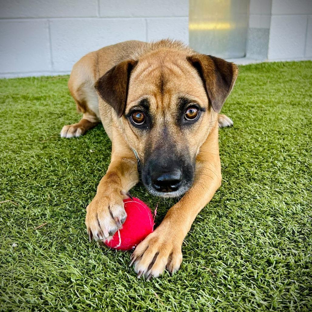 Enlarge Cali, a Adoptable mixed breed in Englewood, FL image 3/3