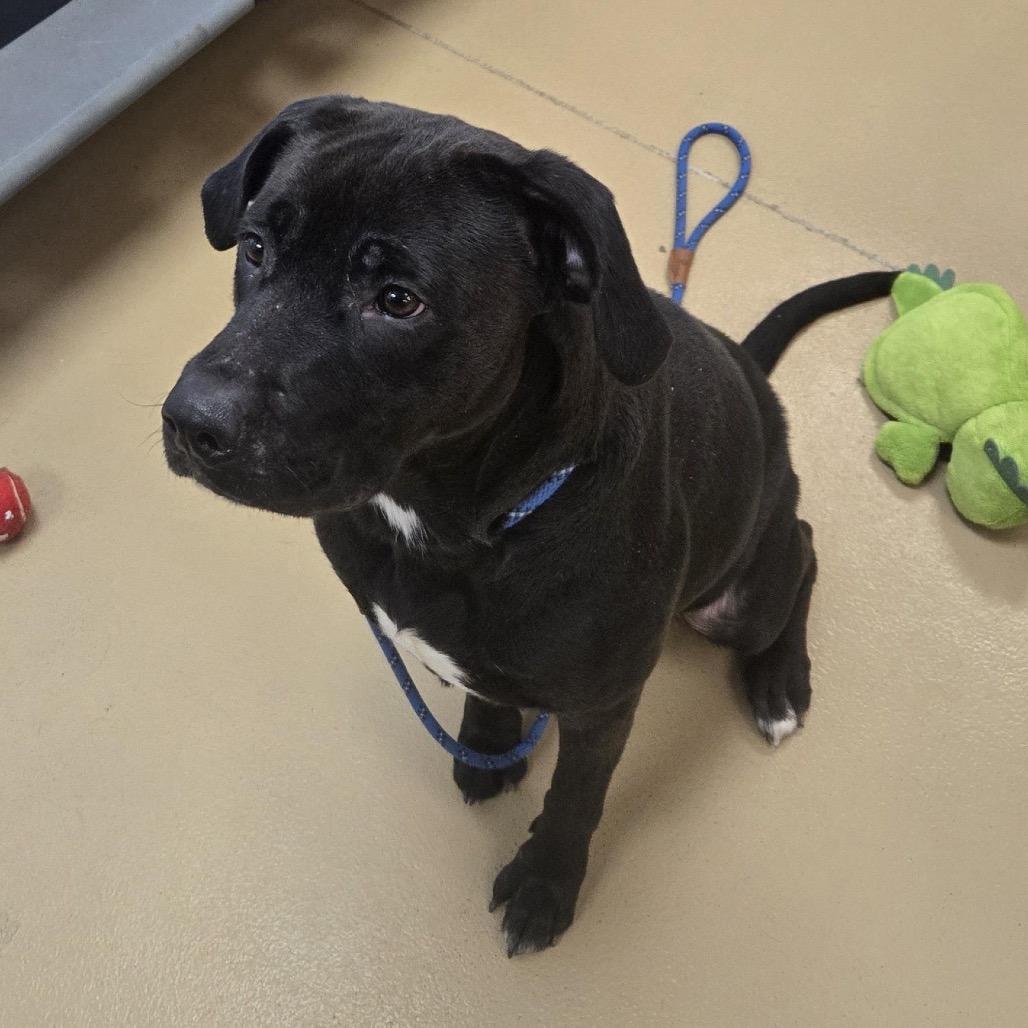 Enlarge Astra, a Adoptable mixed breed in Springboro, OH image 2/6