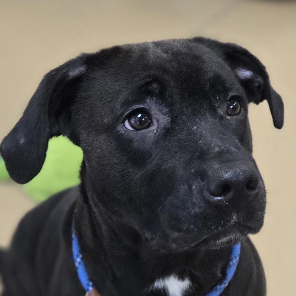 Enlarge Astra, a Adoptable mixed breed in Springboro, OH image 3/6