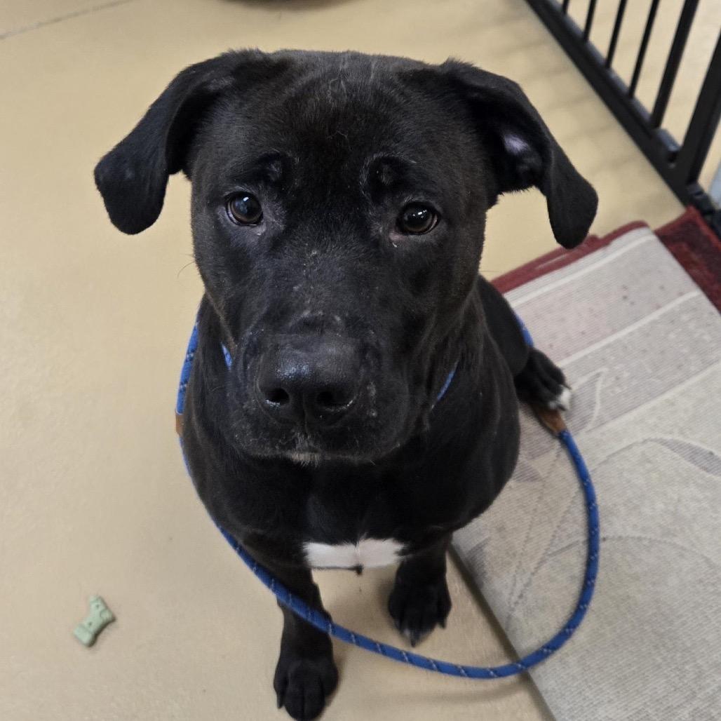 Enlarge Astra, a Adoptable mixed breed in Springboro, OH image 4/6