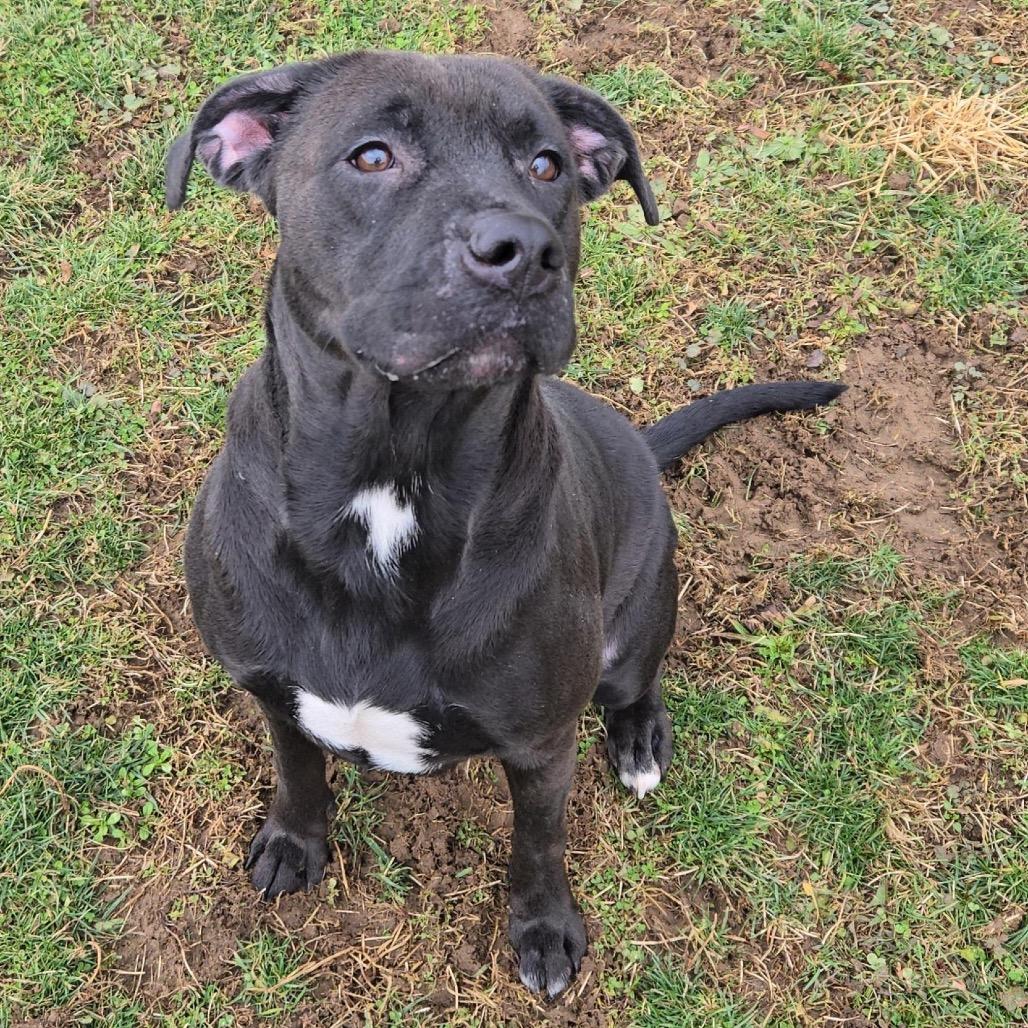 Enlarge Astra, a Adoptable mixed breed in Springboro, OH image 5/6