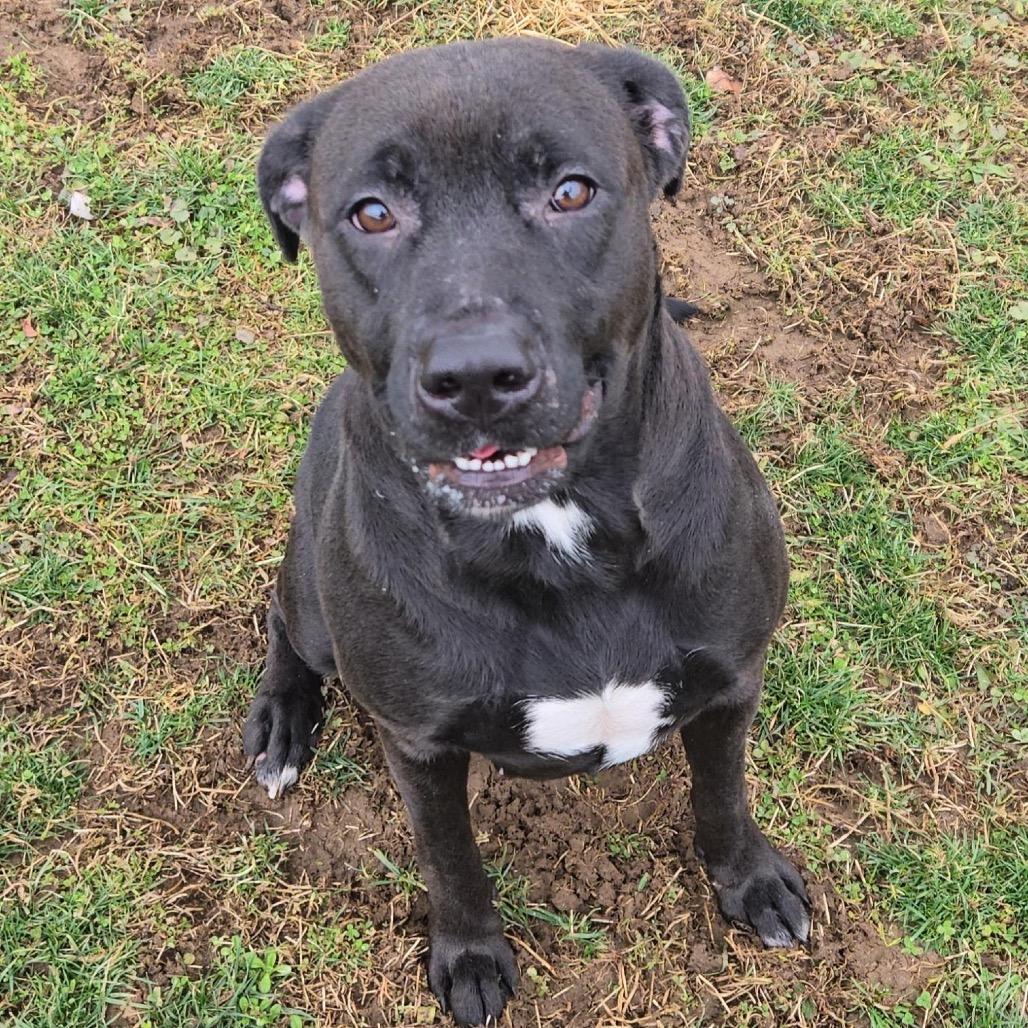 Enlarge Astra, a Adoptable mixed breed in Springboro, OH image 6/6