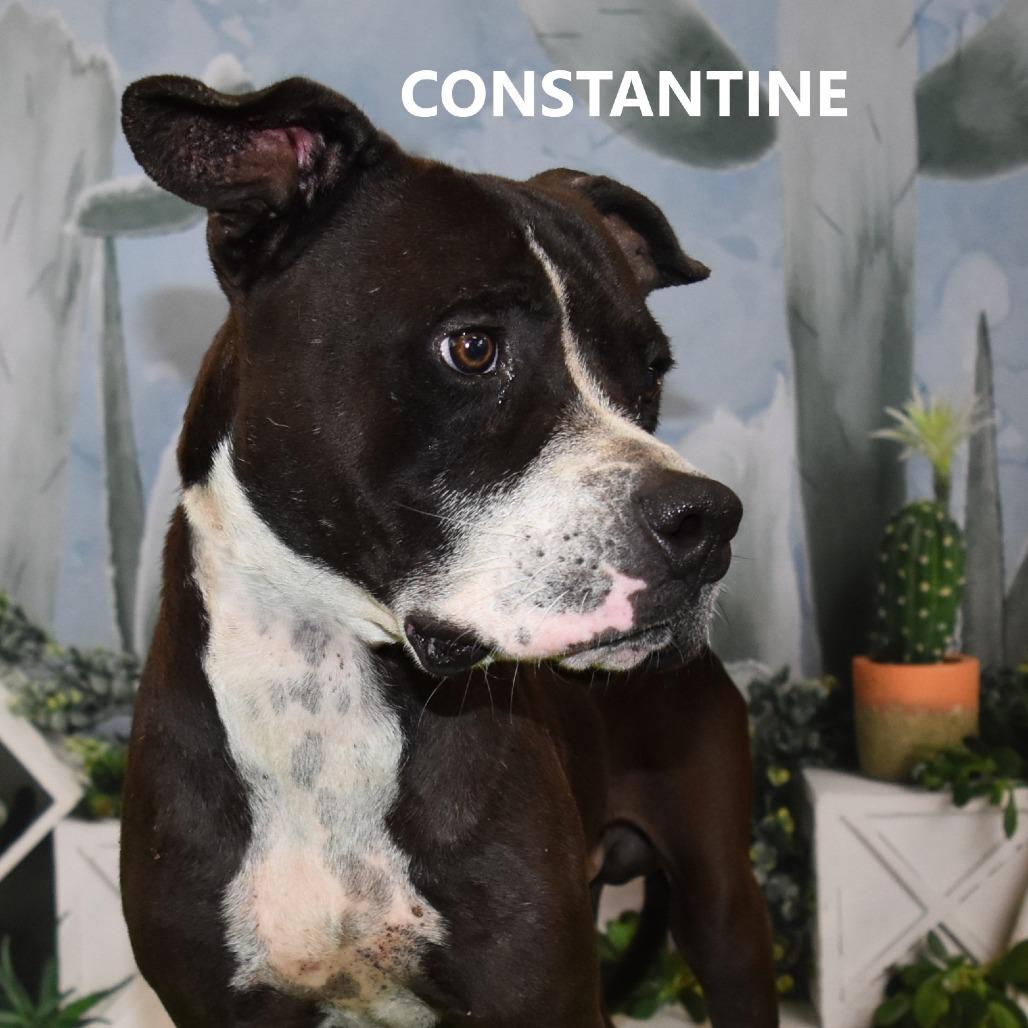 Constantine, a Adoptable Pit Bull Terrier in Yuma, AZ image 1/2