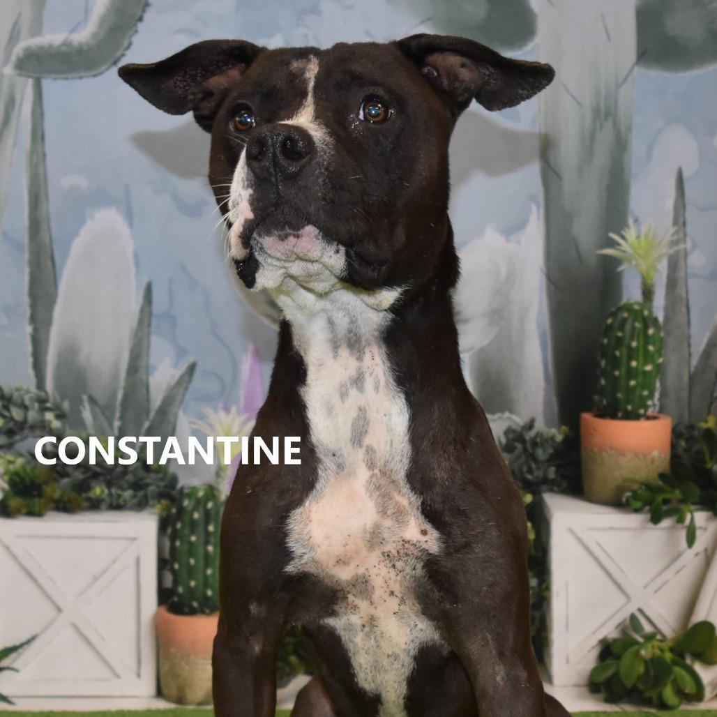 Constantine, a Adoptable Pit Bull Terrier in Yuma, AZ image 2/2