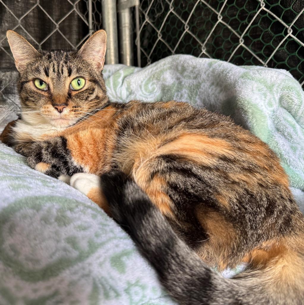 Paloma, Adoptable, Adult Female Torbie.