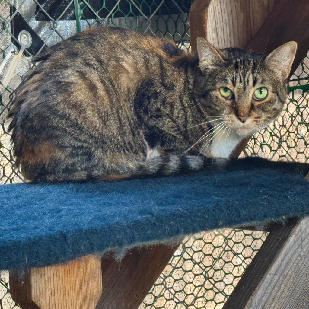 Paloma, a Adoptable mixed breed in Cambria, CA image 1/5