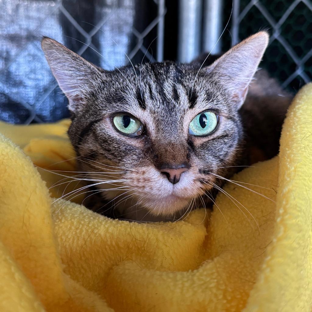 Paloma, Adoptable, Adult Female Torbie.