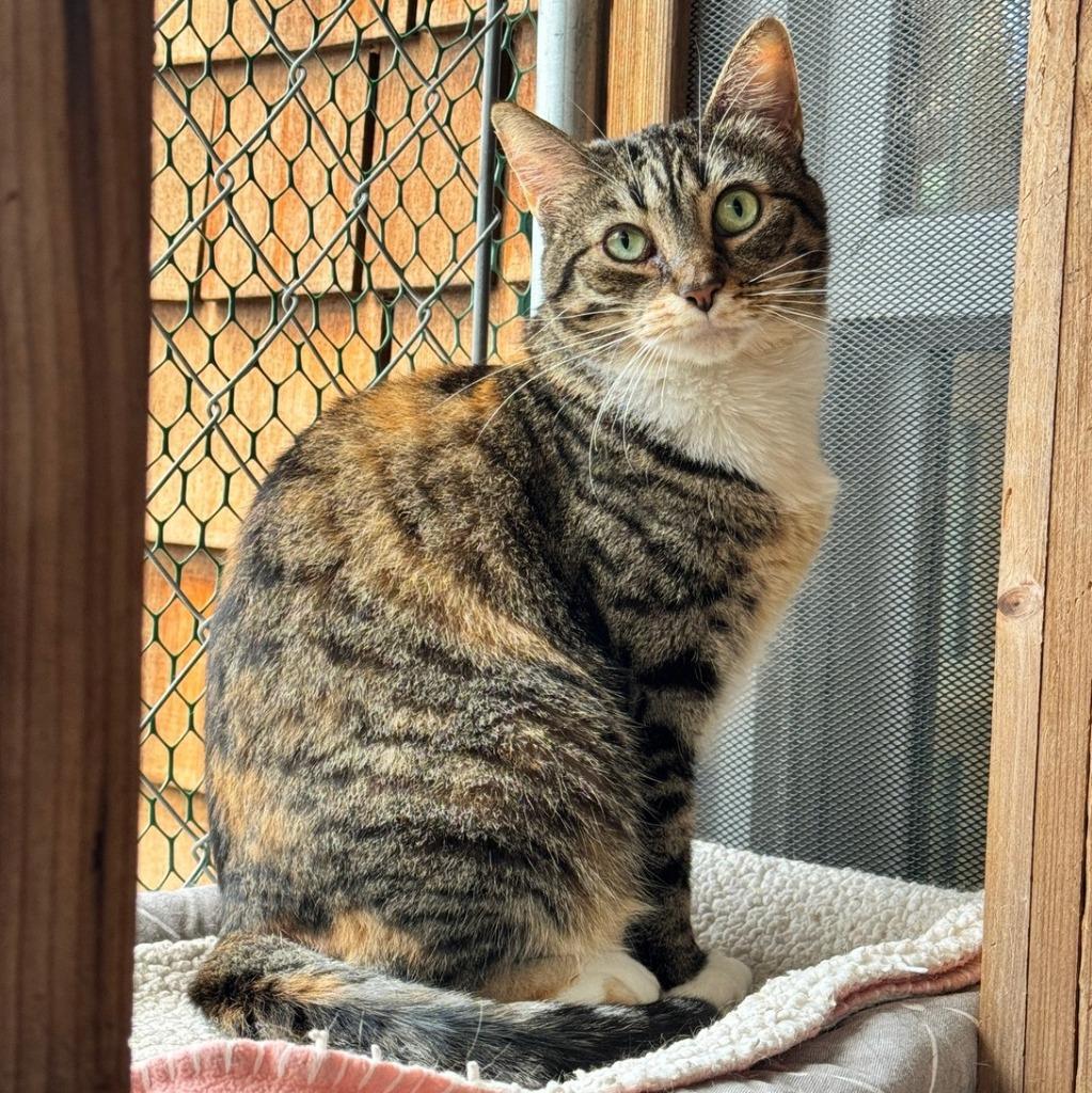 Enlarge Paloma, a Adoptable mixed breed in Cambria, CA image 3/6