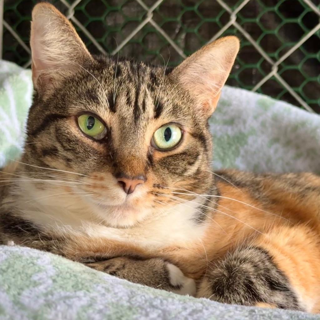 Enlarge Paloma, a Adoptable mixed breed in Cambria, CA image 4/6