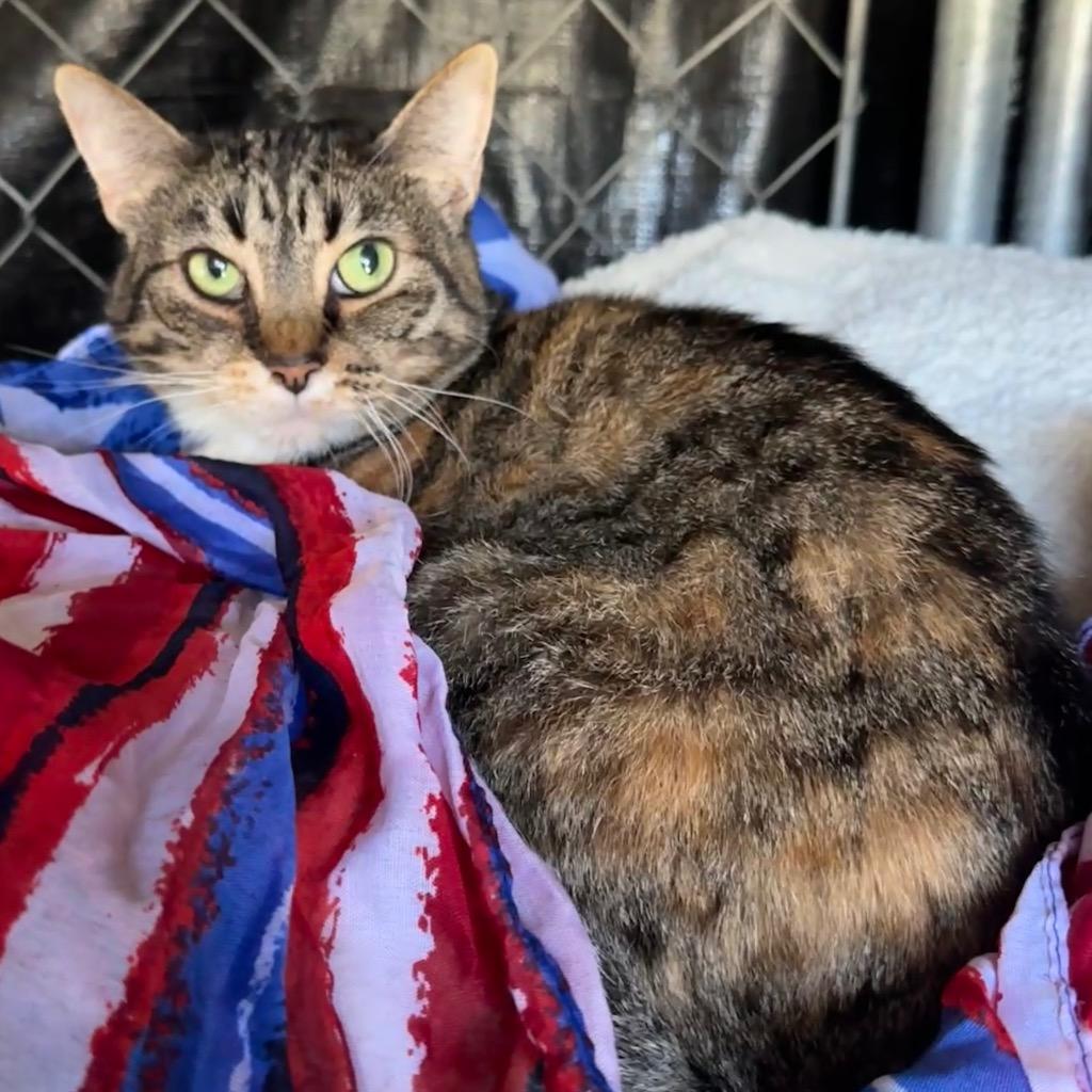 Paloma, a Adoptable mixed breed in Cambria, CA image 3/6