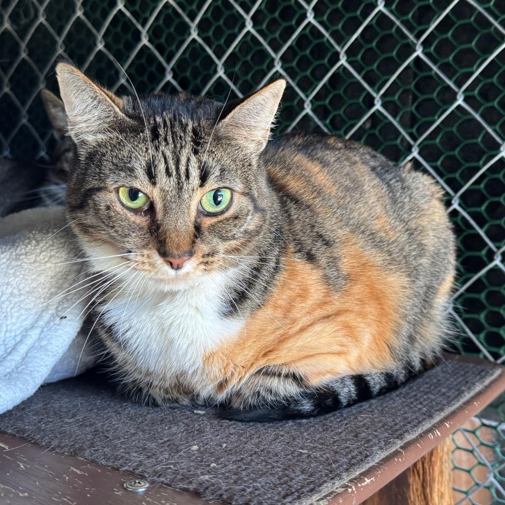 Paloma, a Adoptable mixed breed in Cambria, CA image 3/5