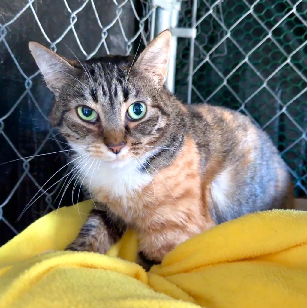 Paloma, a Adoptable mixed breed in Cambria, CA image 3/4