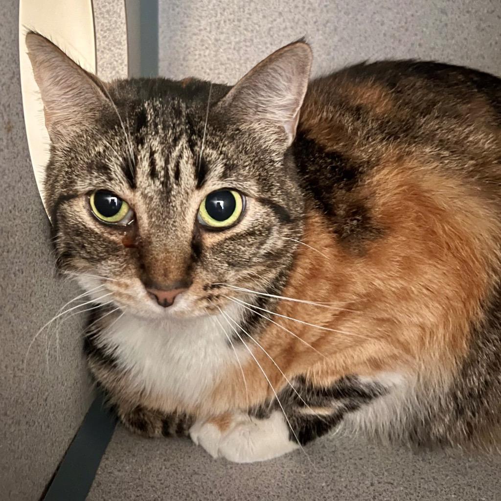 Paloma, a Adoptable mixed breed in Cambria, CA image 4/4