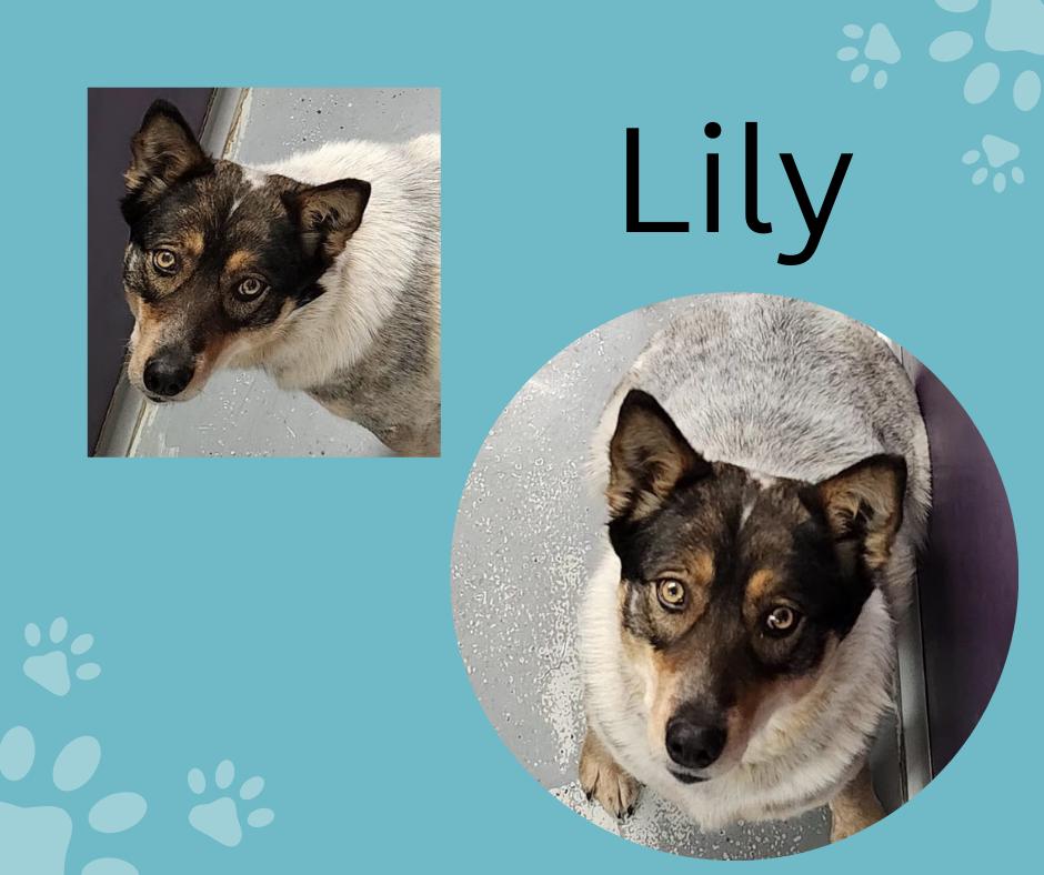 Enlarge Lily, a Adoptable Australian Shepherd in Tama, IA image 1/1