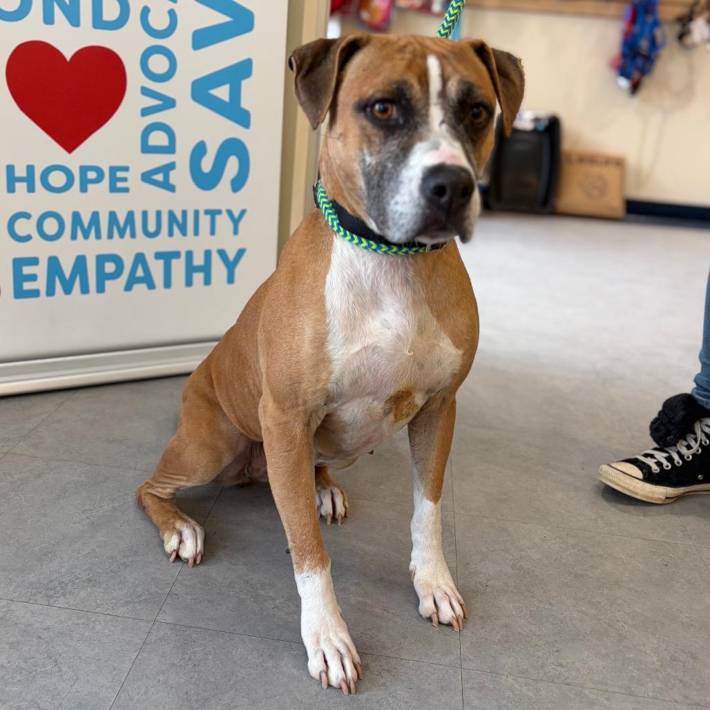 Enlarge Mulan, a Adoptable mixed breed in Morrisville, VT image 1/5