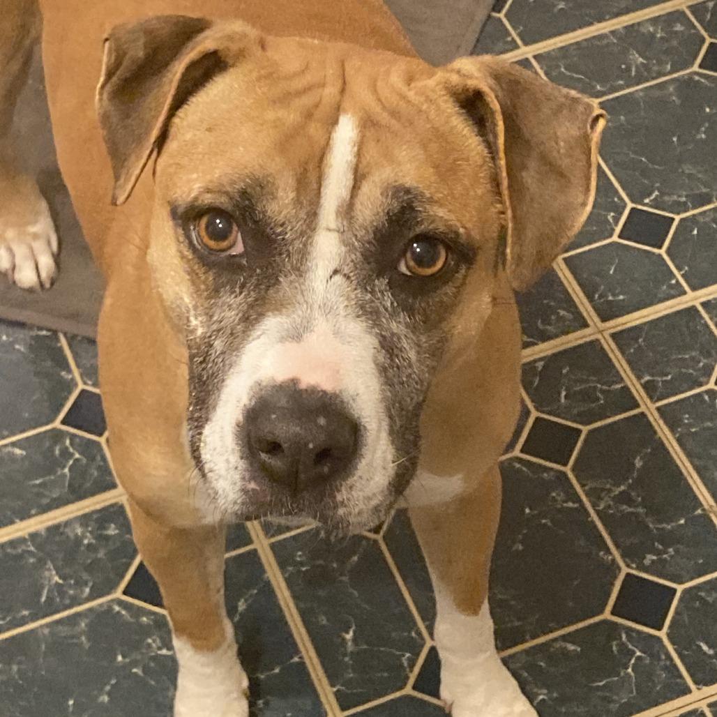 Enlarge Mulan, a Adoptable mixed breed in Morrisville, VT image 2/5