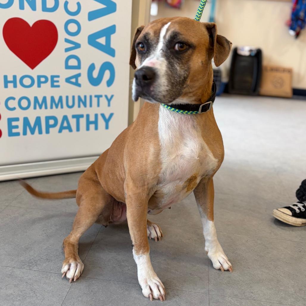 Enlarge Mulan, a Adoptable mixed breed in Morrisville, VT image 3/5