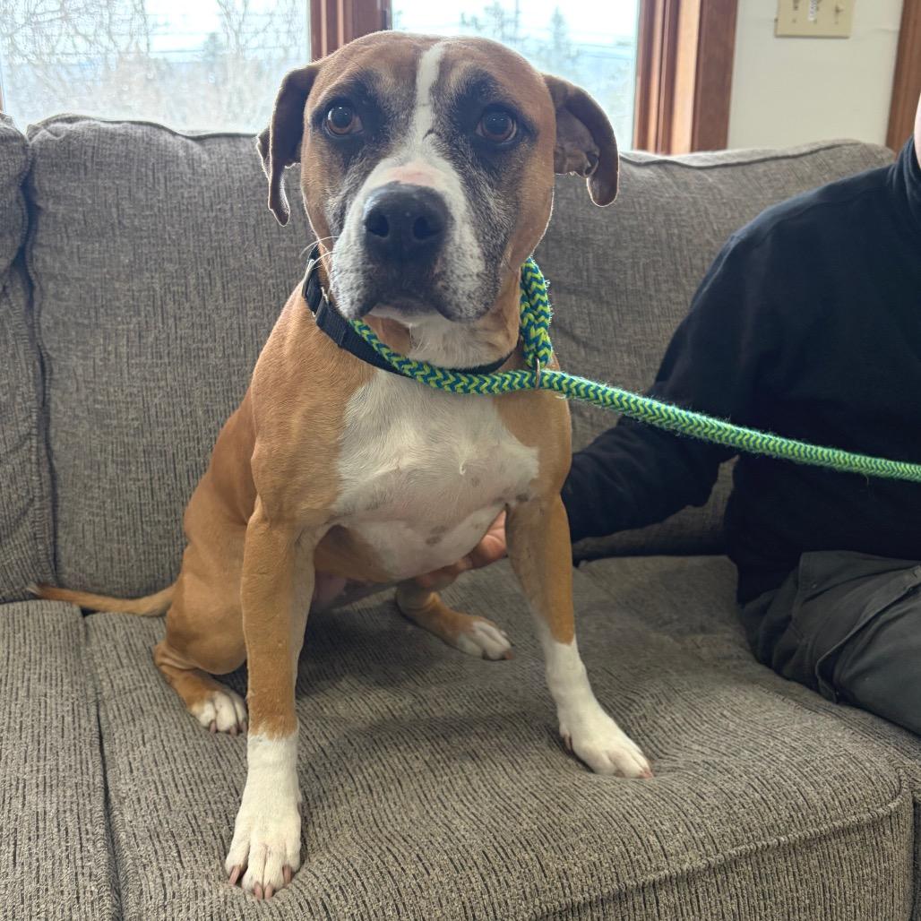 Enlarge Mulan - Pro Nature Pal!, a Adoptable mixed breed in Morrisville, VT image 3/6