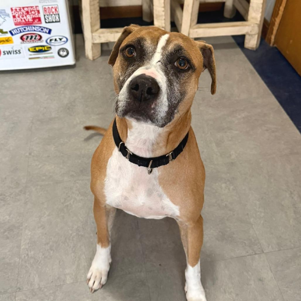 Enlarge Mulan - Pro Nature Pal!, a Adoptable mixed breed in Morrisville, VT image 4/6