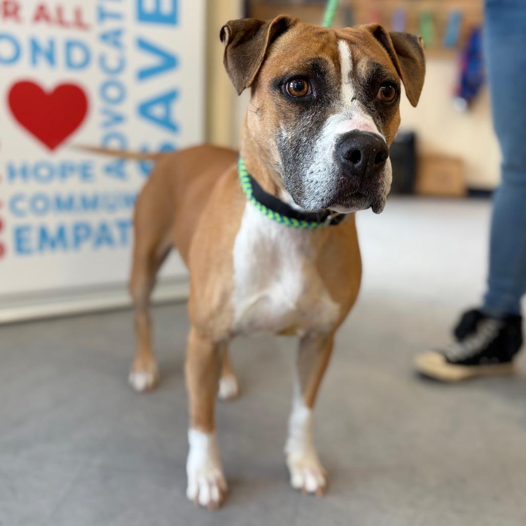 Enlarge Mulan, a Adoptable mixed breed in Morrisville, VT image 5/5