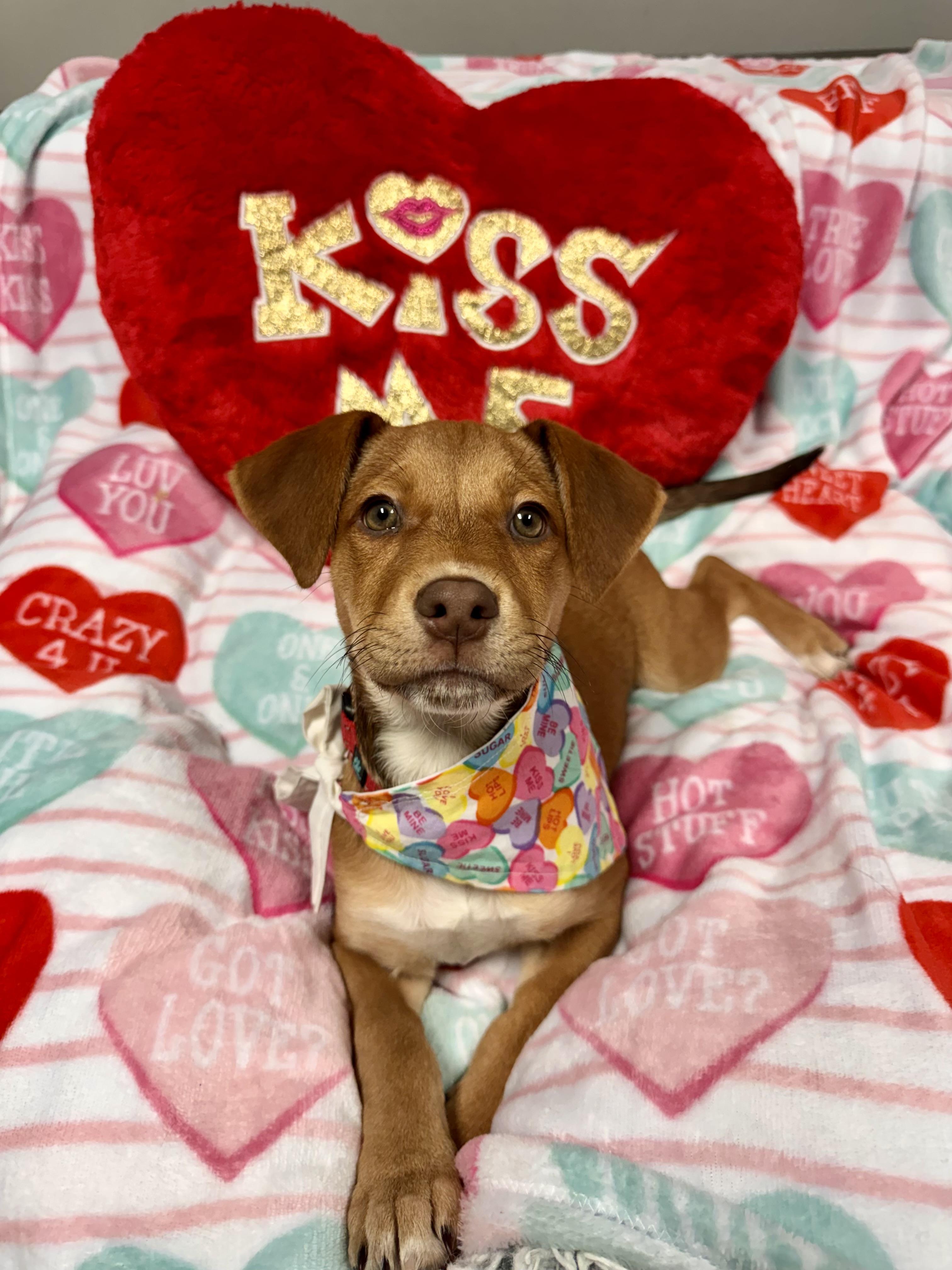 Enlarge Martha May, a ADOPTABLE mixed breed in Columbia, MO image 1/6