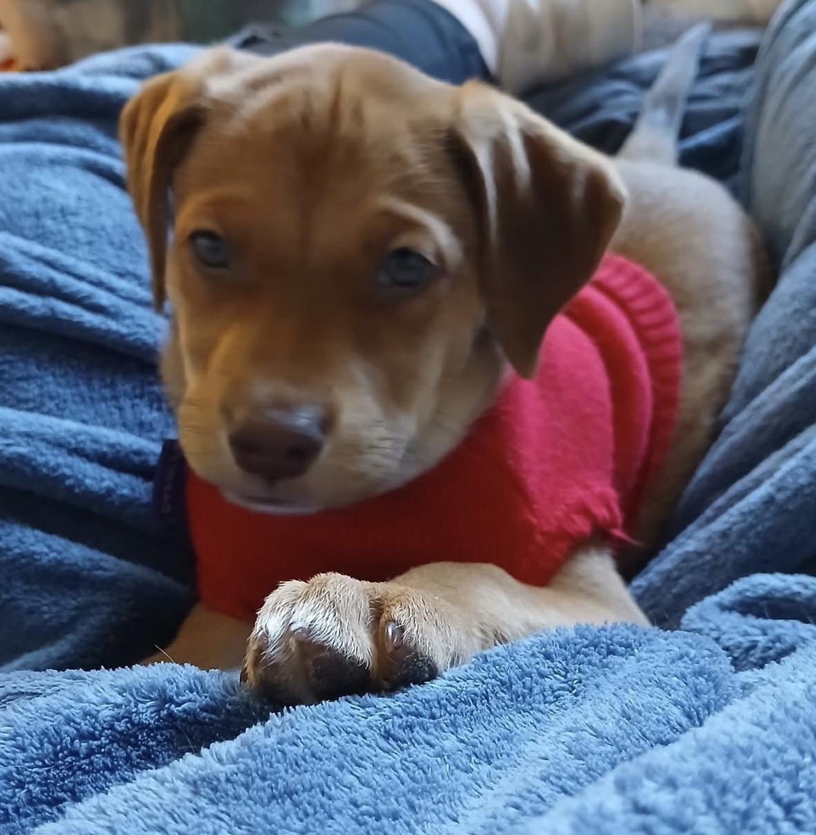 Enlarge Martha May, a ADOPTABLE mixed breed in Columbia, MO image 6/6