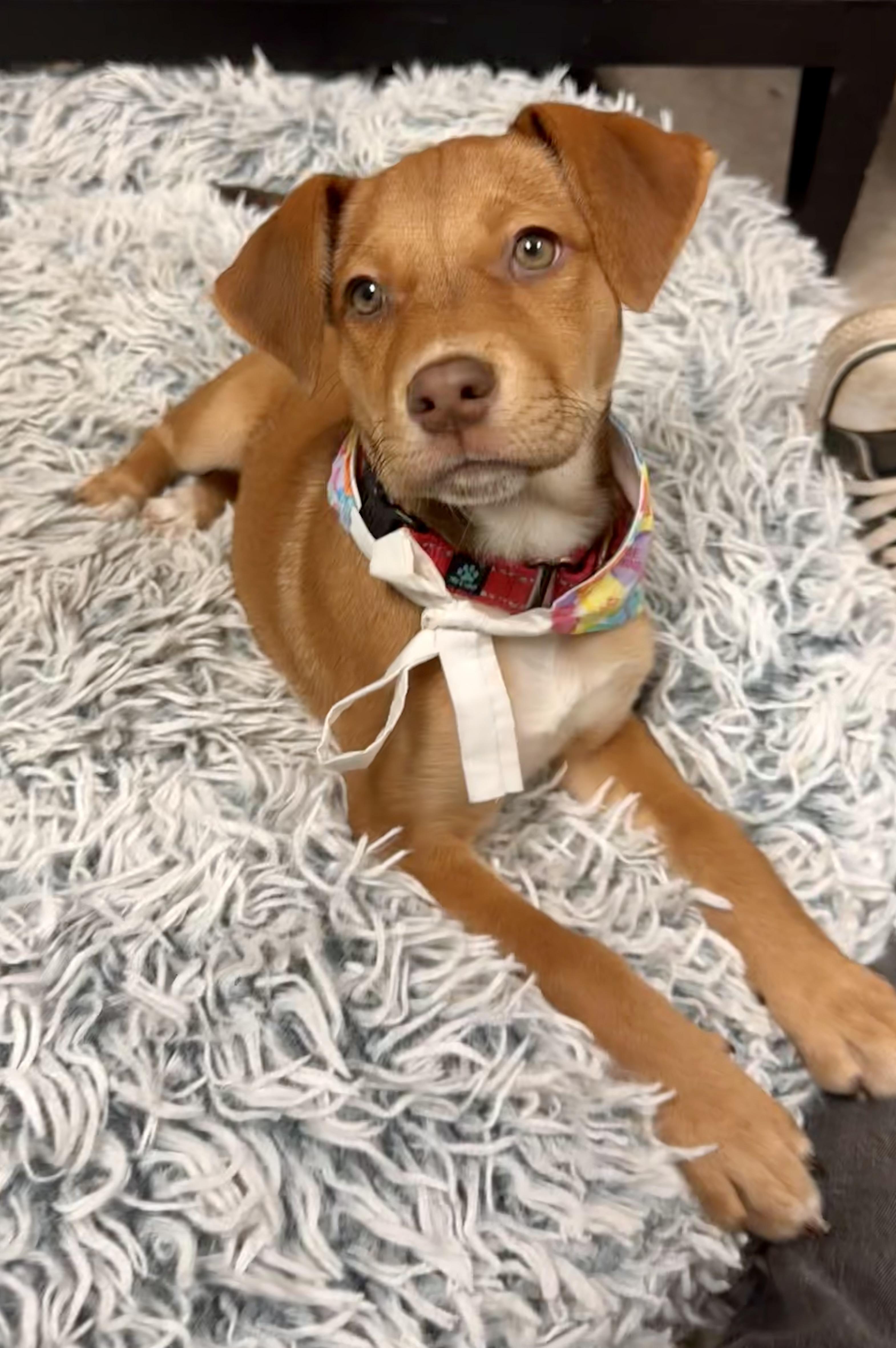 Enlarge Martha May, a ADOPTABLE mixed breed in Columbia, MO image 3/6