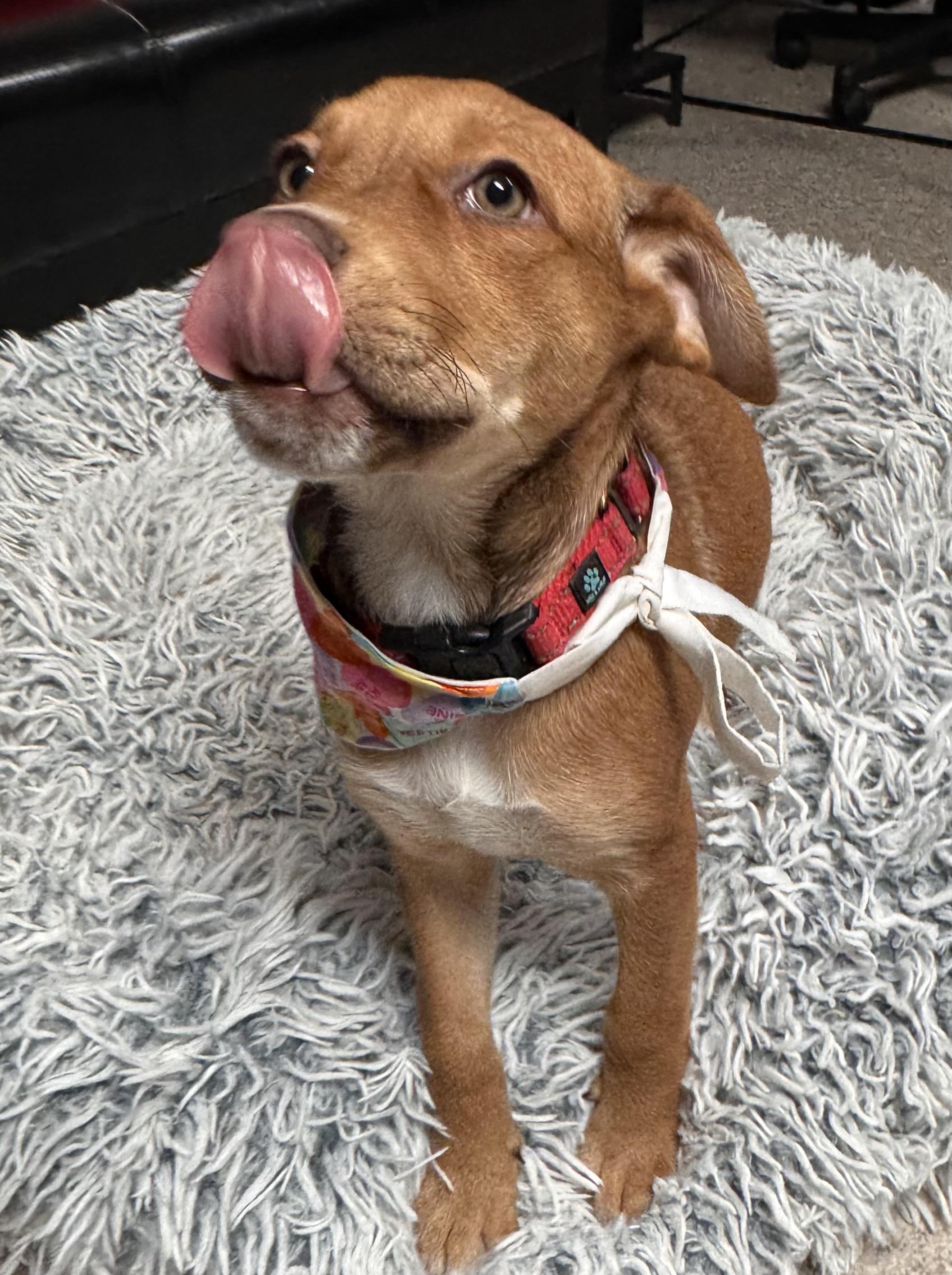 Enlarge Martha May, a ADOPTABLE mixed breed in Columbia, MO image 2/6