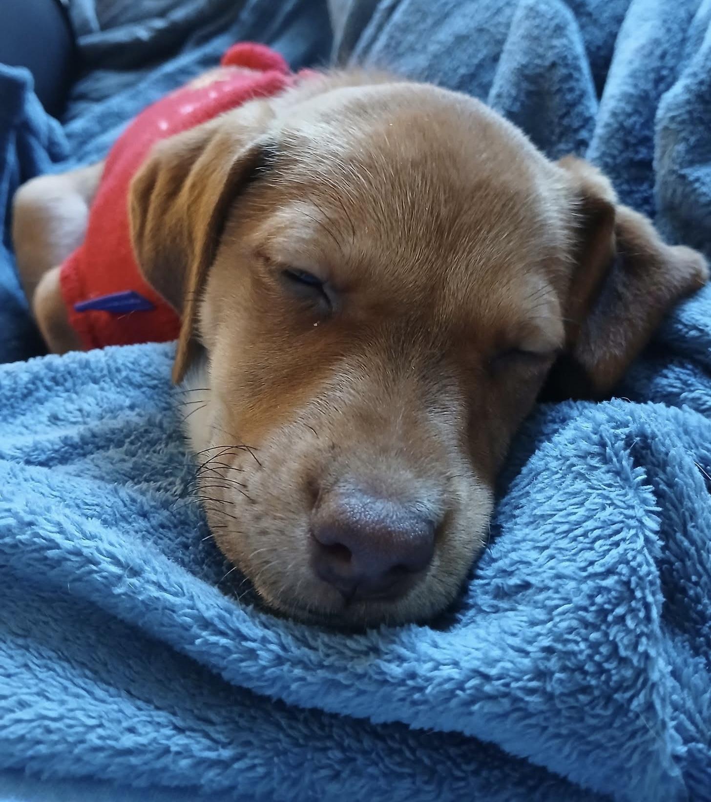 Enlarge Martha May, a ADOPTABLE mixed breed in Columbia, MO image 5/6