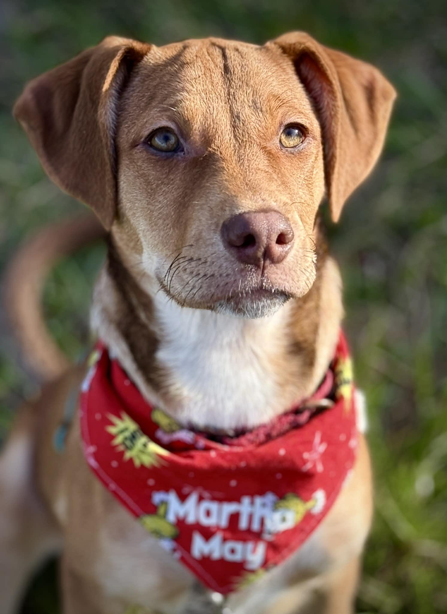 Martha May, ADOPTABLE, Puppy Female Shepherd & Australian Shepherd.