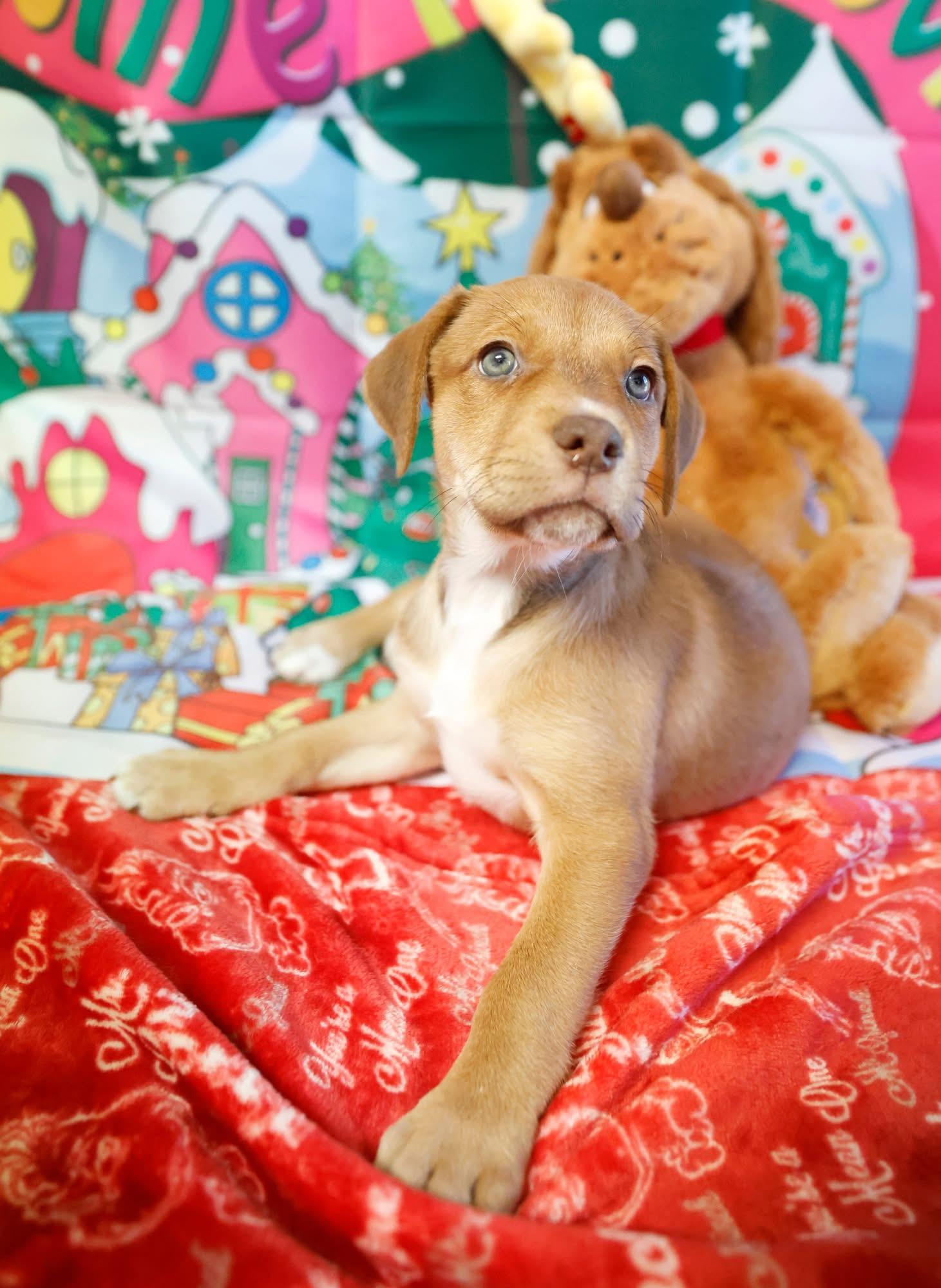 Enlarge Martha May, a ADOPTABLE mixed breed in Columbia, MO image 4/6