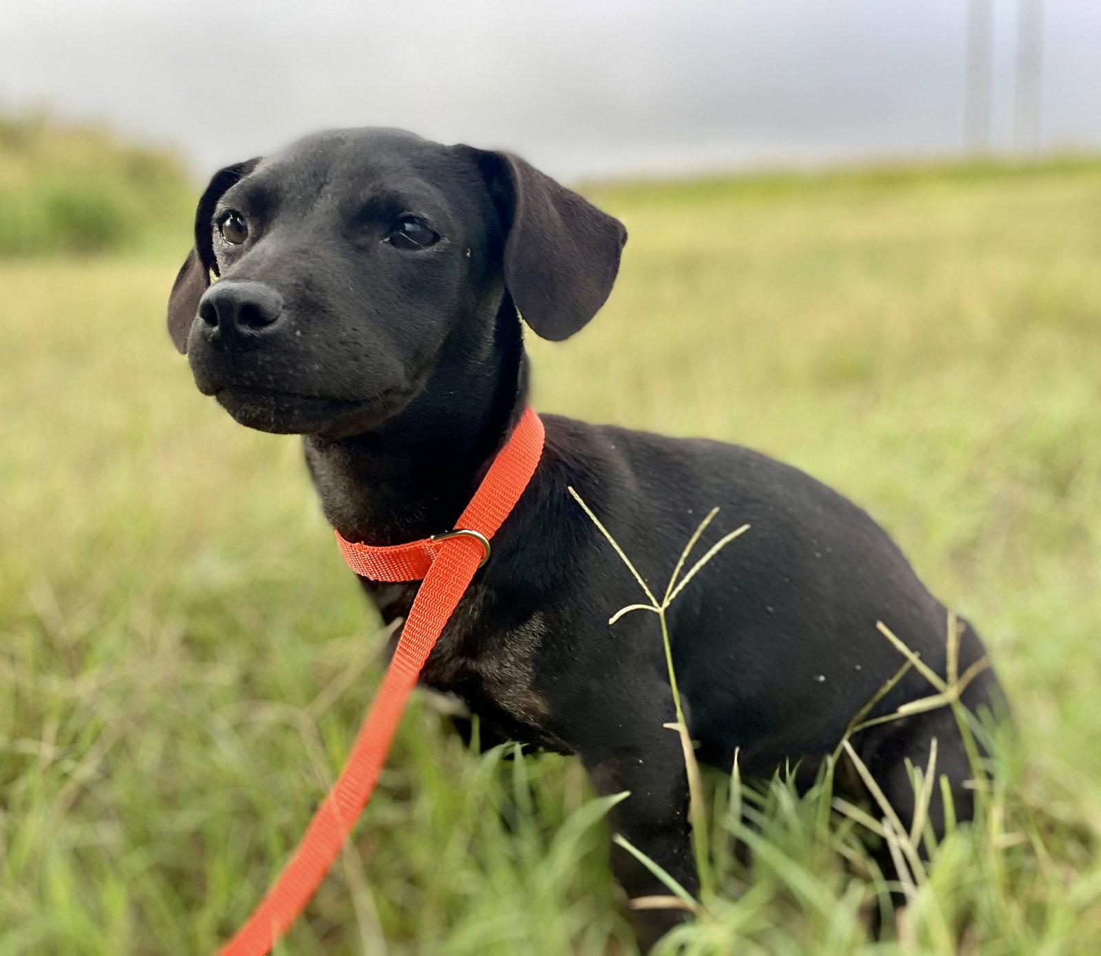 Matilda, Adoptable, Puppy Female Dachshund & Chihuahua.